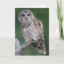 Search for strix Owls