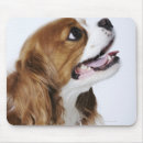 Search for king charles spaniel electronics Animal