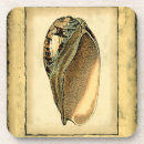Search for seashells coasters Vintage seashell