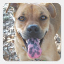 Search for mutt stickers Canine