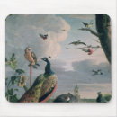 Search for melchior Peacock