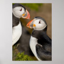 Search for atlantic puffin posters Wildlife