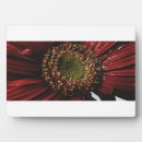 Search for gerbera gifts Petals