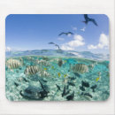 Search for stingray mouse mats Underwater