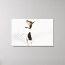 Search for studios pet supplies Full length