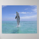 Search for common dolphin Motion