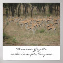 Search for serengeti posters Tanzania
