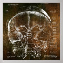 Search for brain anatomy posters Vintage