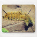 Search for caterpillar mouse mats Bug