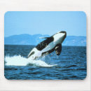 Search for killer mouse mats Fish
