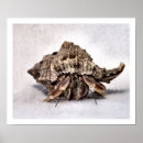 Search for the hermit posters Nature