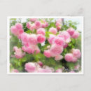 Search for roses horizontal postcards Flower
