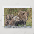 Search for bear cubs cards Animals in the wild