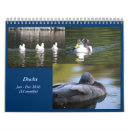 Search for fowl photography Duck