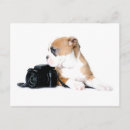 Search for old tyme Old tyme british bulldog