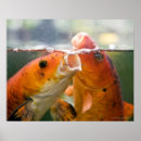 Search for koi carp posters Water