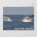 Search for breach postcards Blue
