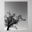 Search for black and white tree posters Monochrome