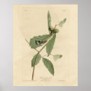 Search for warbler posters Lithograph