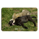 Search for timber wolf magnets Wolves