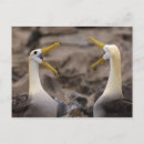 Search for albatross postcards Ocean