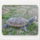 Search for turtle picture electronics Animals