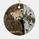 Search for red panda christmas tree decorations Wild