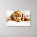 Search for cocker spaniel dog canvas prints Domestic animals