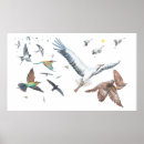 Search for bird migration posters Birds