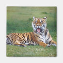 Search for yawning magnets Outdoors