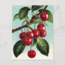 Search for vintage cherries postcards Branch