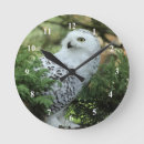 Search for wildlife clocks Owl