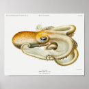 Search for squids posters Octopus