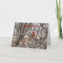 Search for red cardinal birthday cards Nature