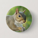 Search for gray squirrel badges Eastern grey squirrel
