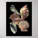 Search for seashell posters Coral reef