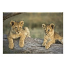 Search for lion nursery posters Africa