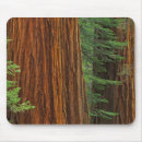 Search for public land mouse mats Forest