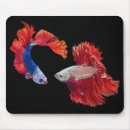 Search for siamese mouse mats Betta