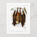 Search for bat vertical postcards Illustration