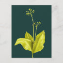Search for botanist postcards Nature