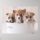 Search for corgi posters Queen elizabeth's