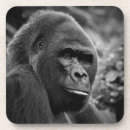 Search for ap photography Primates