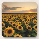 Search for sunflower coasters Bloom