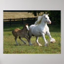 Search for gypsy vanner horses posters Bob langrish