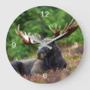 Search for moose clocks Wildlife