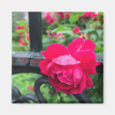Search for raindrop magnets Rose