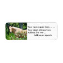 Search for palomino return address labels Equine