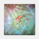 Search for anemone magnets Underwater