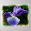 Search for iris painting posters Flower
